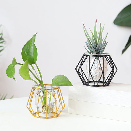 Minimalist Glass Hydroponic Vase