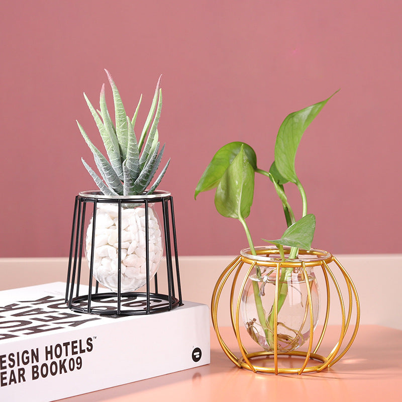 Minimalist Glass Hydroponic Vase